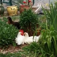 ChicknBootMomma