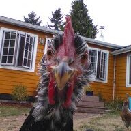 peckpeckhen