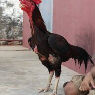 Raju