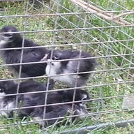 chick-U-dee