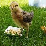 Peep a Cheep