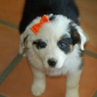 Aussie Ollie