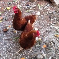 Chickenowner86