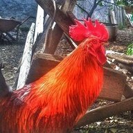roglovsky