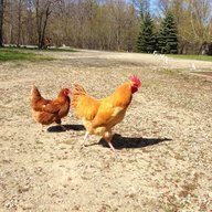 MelloChick