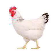 Chooky Chickens