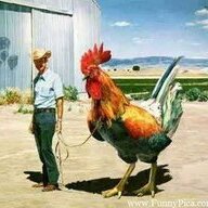 Chuckiechicken