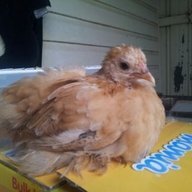 CarlyChook1