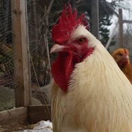 oldcock