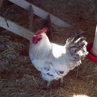 DawnridgeFarm