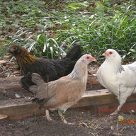 chickynparadise