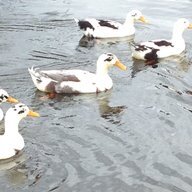 AnconaDuckFarm