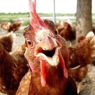 Clucksandgiggle