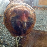 Chickenanigans