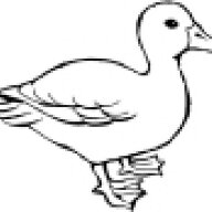 10ducks