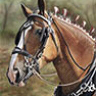 Drafthorsegal