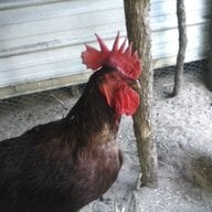 Ocala RIR