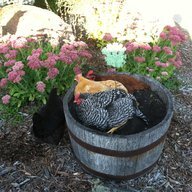DakotaChick