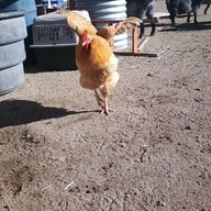 gsfarm