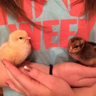 urban chickgirl