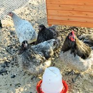 gypsy chicken