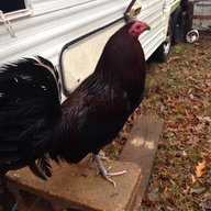 roosterjoe