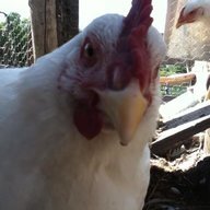 Chicken man15