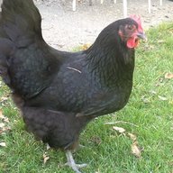 cgoodenough