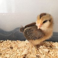 StovallChick