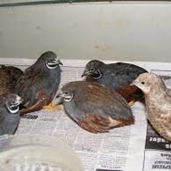 poultry102