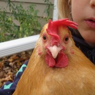 mkechickens