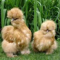 shebbles123