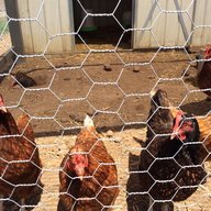 Chicken Junior