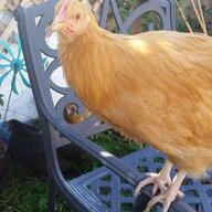 JustUsChickens3