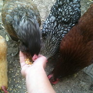 5Ladies