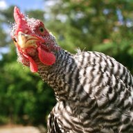 chickenman2015
