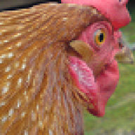 ChOOkens