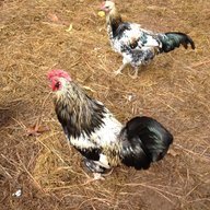 Chickenlady1259