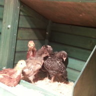 DeyoeChickens
