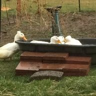 LeeRoadPoultry