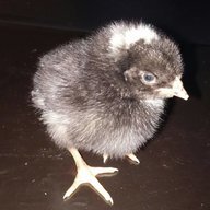 ChickensInReno
