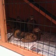 silkie-wilkie