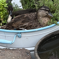 Ducks4us