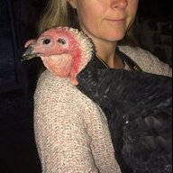 MontserratChick
