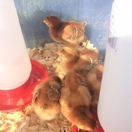 chickymama90