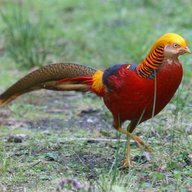 Pheasant23