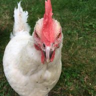 FiveChickens