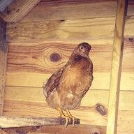 dixiechickies