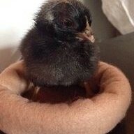 chicks51415