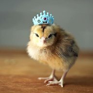 chickdiva